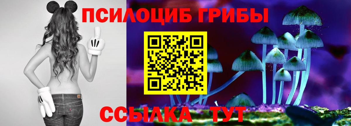 Галлюциногенные грибы Psilocybe Кашира